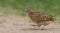 Bird, Small Buttonquail Turnix sylvatica