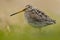 Bird Snipe, portrait in green grass.