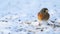 Bird, snow and nature with feather in natural environment for wildlife, ecosystem and fly outdoor. Fluffy and fragile