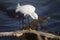Bird-Snowy egret