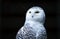 Bird snowy owl