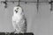 Bird snowy owl