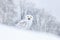 Bird snowy owl sitting on the snow in the habitat, winter scene with snowflakes in wind.