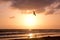 Bird Soars during Golden Sunset over Ocean