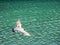 Bird Soars over Green Waters of Galway, Ireland