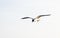 Bird in solitary flight, Baby Beach, Aruba.