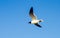Bird in solitary flight, Baby Beach, Aruba.