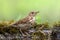 Bird - Song Trush Turdus philomelos on the forest puddle amazing warm light sunset sundown