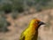 Bird in South Africa