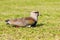 Bird southern lapwing (Vanellus chilensis)