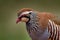 Bird of Spain, close-up portrait. Red-legged partridge, Alectoris rufa, gamebird in pheasant family Phasianidae, on the gravel