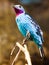 Bird Spangled cotinga closeup.