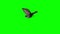 Bird sparrow is flying 1 - green screen