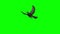 Bird sparrow is flying - green screen