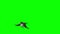 Bird sparrow flying and landing - green screen