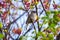 Bird Sparrow sitting on a branch of a flowering tree apricot. Bird close up.