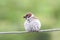 bird Sparrow sitting on the rope with his beak full of ladybugs