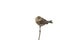 bird Sparrow sitting on a tree branch in the Park on a white isolated background