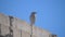 Bird of sparrows wagtail with long tail and beak poodle sits on a brick roof. bird in the city concept