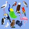 Bird species collection different vector illustration wild animal characters avifauna tropical feather pets