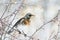 Bird speckled thrush sitting on a branch with berries in winter