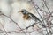 Bird speckled thrush sitting on a branch with berries in winter