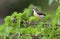 Bird with spider in the beack. The purple-rumped sunbird