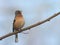 Bird on a spiny twig