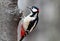 Bird spotted woodpecker sits on a tree trunk in the Park