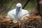 Bird spring behaviour in the nest. Eurasian Spoonbill, Platalea leucorodia, sitting on the nest, detail portrait of bird with long