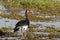 Bird Spur-winged Goose, Okavango, Botswana, Africa