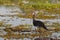 Bird Spur-winged Goose, Okavango, Botswana, Africa