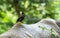 Bird standing on the back of a Rhinoceros