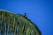 Bird standing on coconut tree