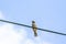 Bird standing on electric wires and blue sky background