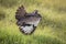 Bird standing on grass