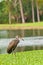 Bird standing on a grassy shoreline of a tropical lake