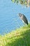 Bird standing on a grassy shoreline of a tropical lake