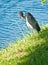 Bird standing on a grassy shoreline of a tropical lake