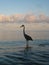 Bird standing in gulf of mexico at sunrise