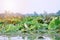 bird standing on lake lily lotus in water in Thailand. Intermediate egret flapping its wings in lotus pond