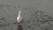 Bird standing on mudflats