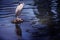 Bird standing on small island on the lake