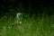 the bird is standing in tall grass in the field of wildflowers