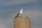 a bird that is standing on top of a pillar next to a sky