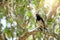bird standing on the tree at Thailand. Urocissa erythrorhyncha wildlife animal on nature background