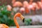 a bird is standing in the water with a group of flamingos behind it