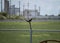 Bird Standing on Wire Fence in Front of Chemical Plant