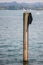 Bird standing on wooden stem in water on lake