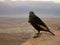 A bird stands on the edge of a cliff in the desert